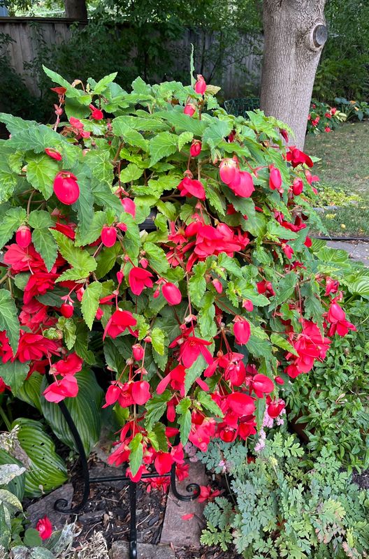 Begonia - Illumination: Rose