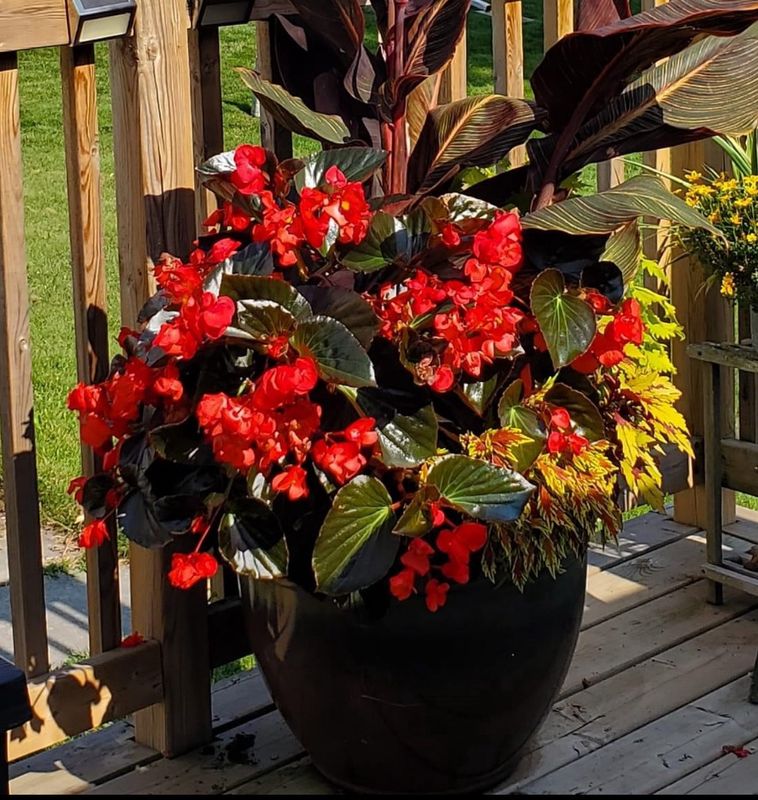 Begonia - Whopper: Red (Bronze Leaf)