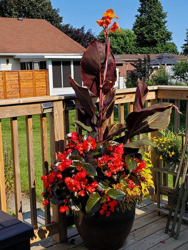 Canna Lily: Orange Chocolate