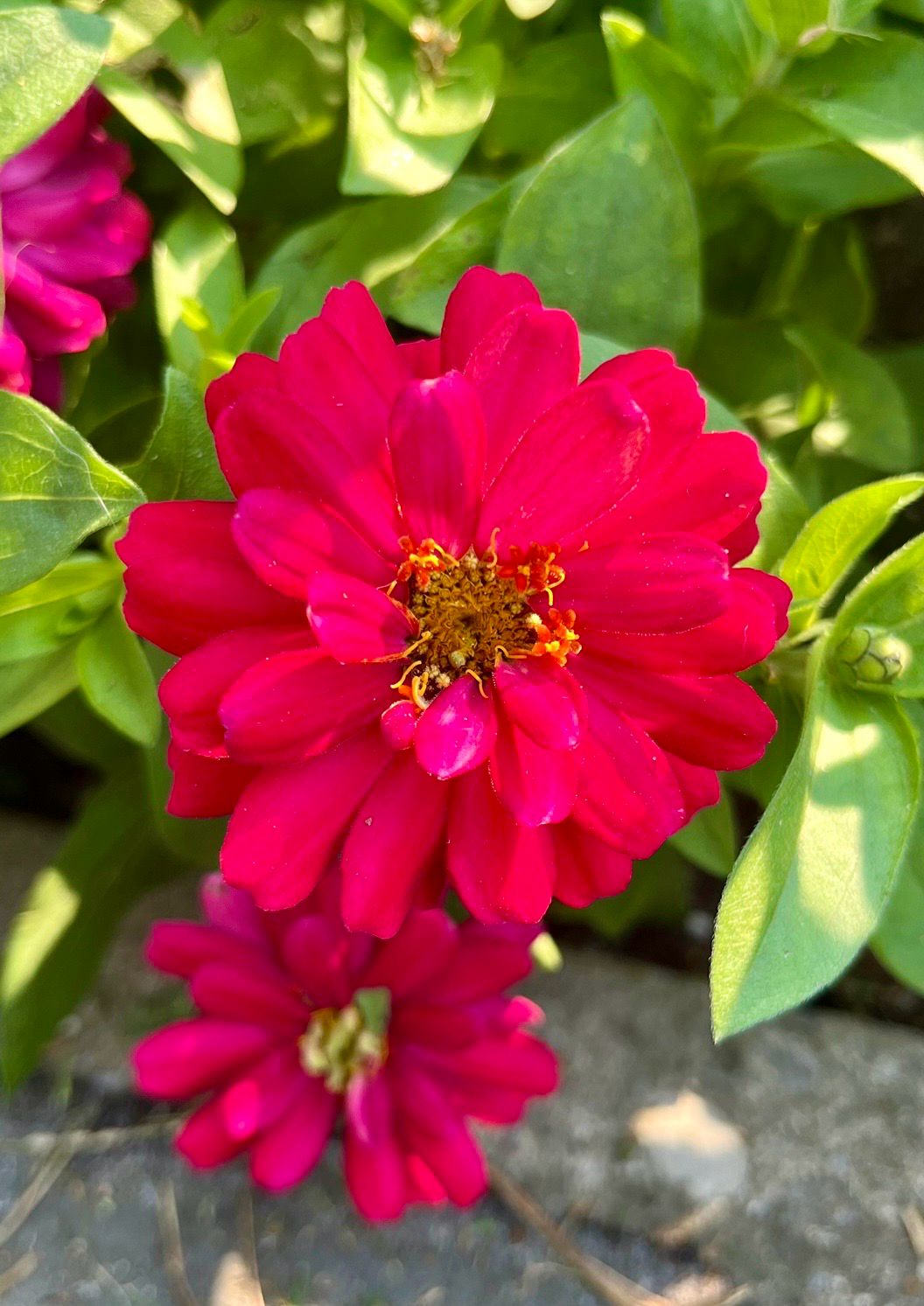 Zinnia - Zahara: Double Hot Cherry