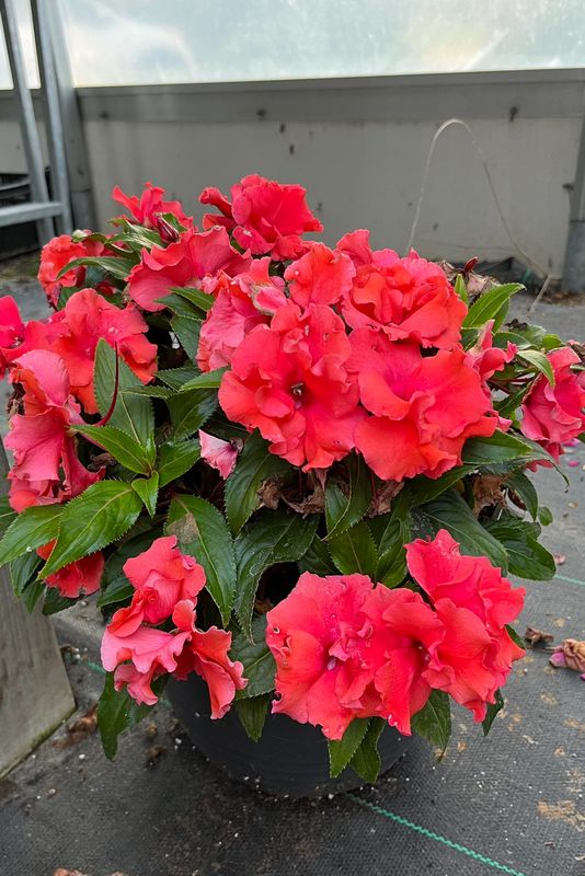 Impatiens - New Guinea: Roller Coaster Dark Coral