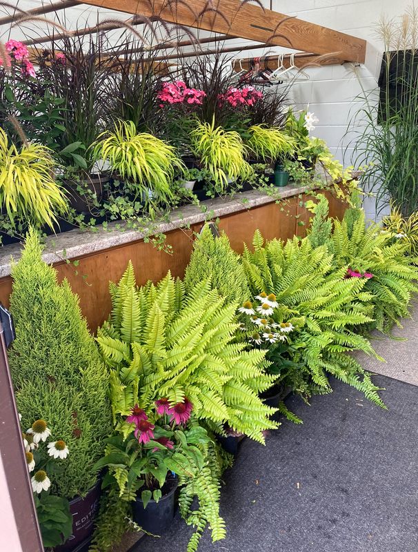 Boston Fern