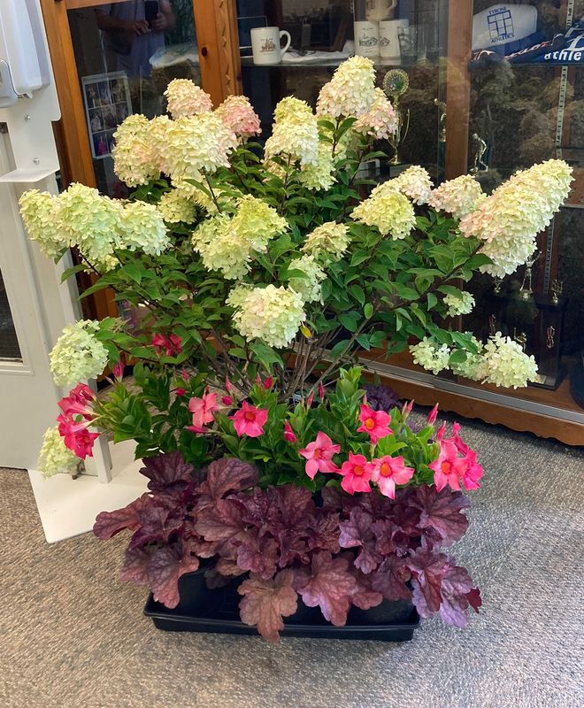 Hydrangea: Limelight