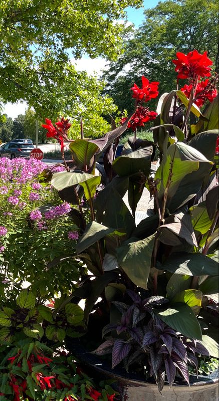 Canna Lily: Australia