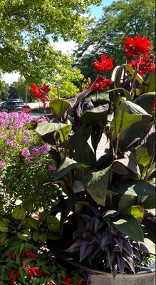 Canna Lily: Australia
