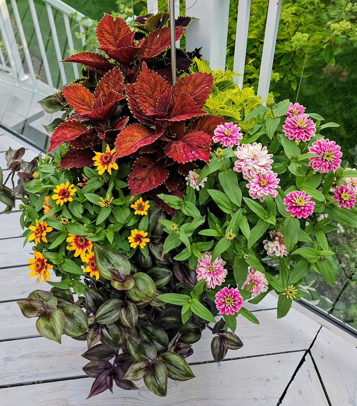 Zinnia - Zahara: Double Raspberry Ripple