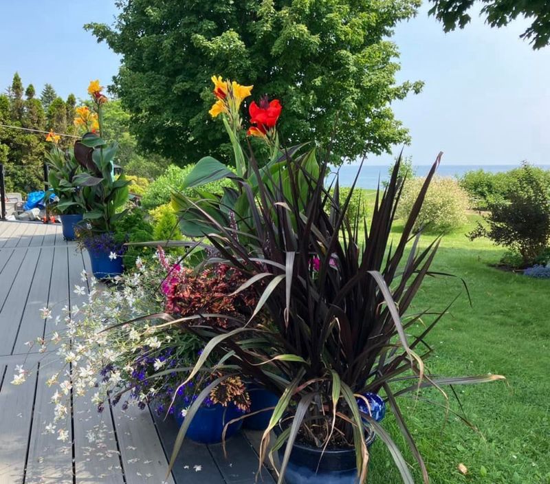 Canna Lily: Cleopatra