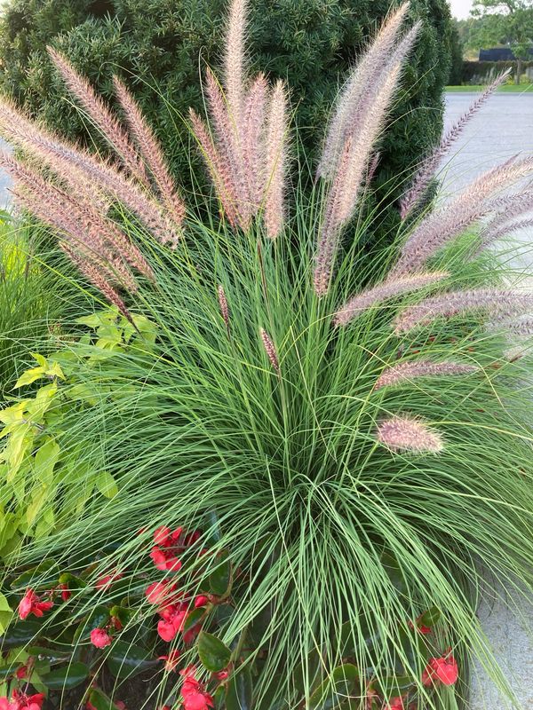 Pennisetum: Green Fountain Grass