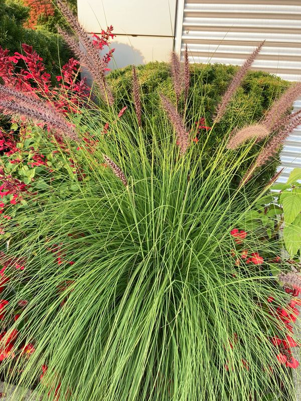 Pennisetum: Green Fountain Grass