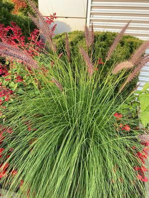 Pennisetum: Green Fountain Grass