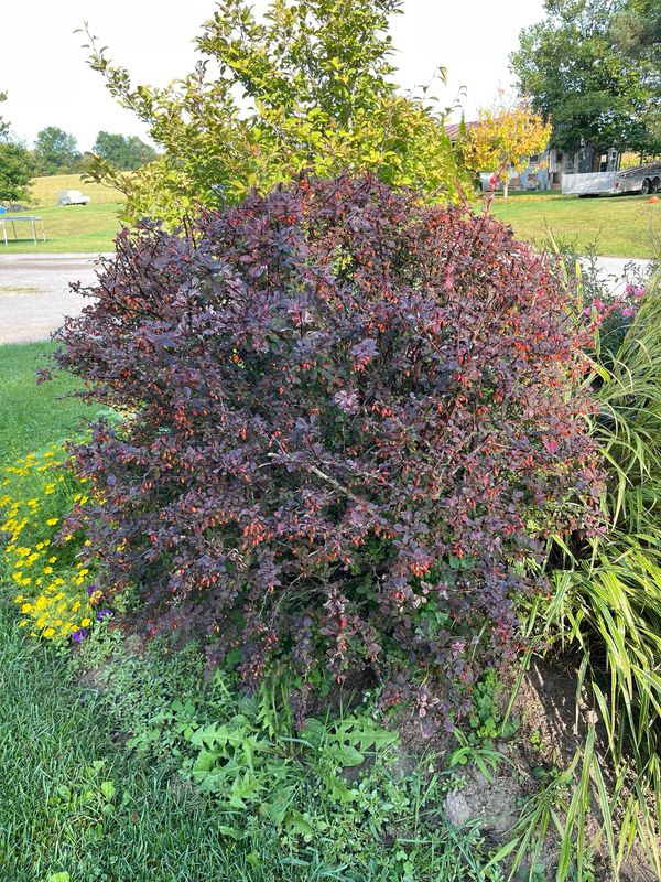 Barberry: Rose Glow