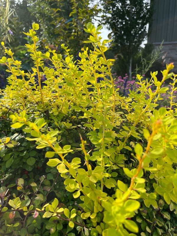 Barberry: Dwarf Golden