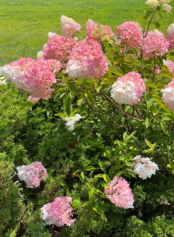Hydrangea: Vanilla Strawberry