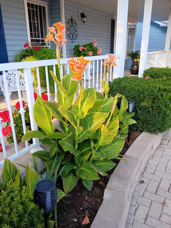 Canna Lily: Pretoria