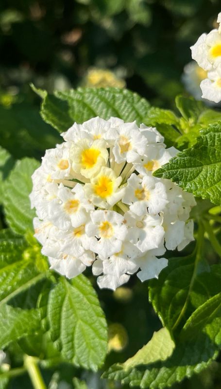 Lantana - Landmark: White