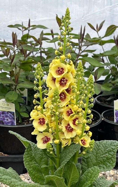Verbascum: Dark Eyes