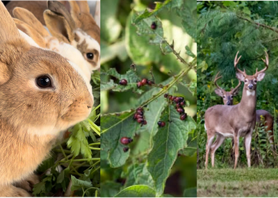 Deer &amp; Rabbit Tolerant