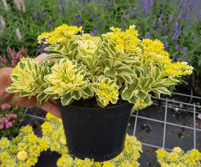 Sedum: Atlantis