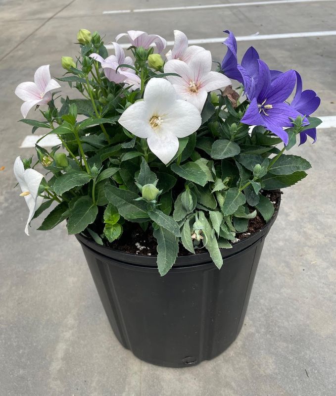 Platycodon - Pop Star: Tri-color (Balloon Flower)