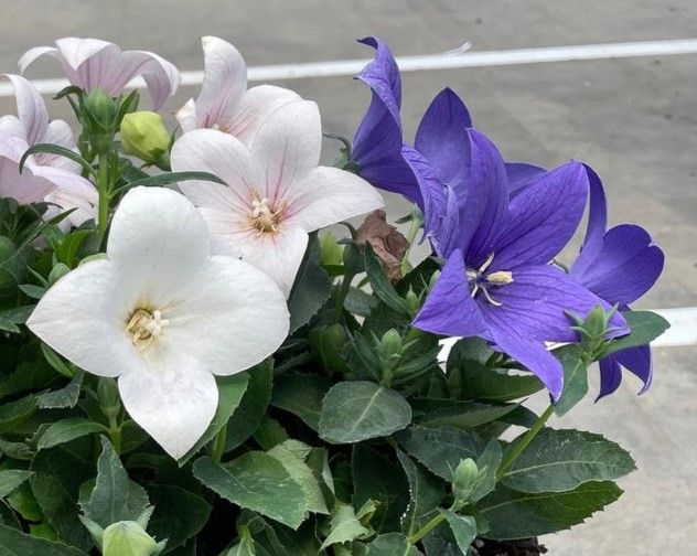 Platycodon - Pop Star: Tri-color (Balloon Flower)