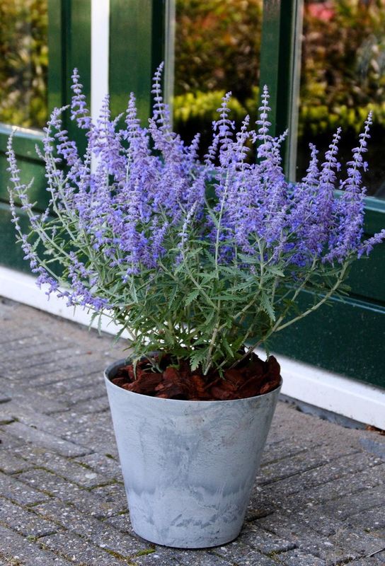 Perovskia: Lacey Blue (Russian Sage)
