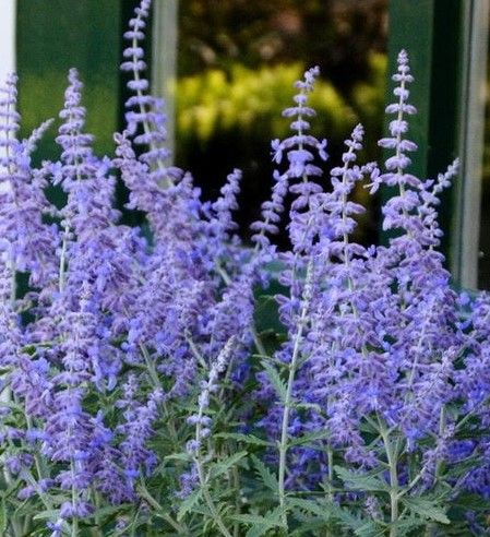 Perovskia: Lacey Blue (Russian Sage)