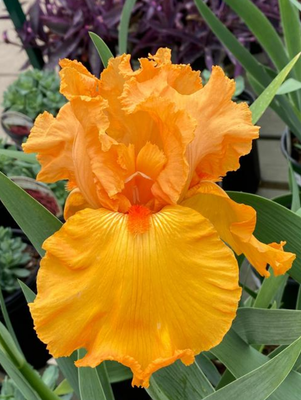 Iris: Savannah Sunset