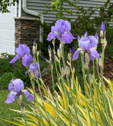 Iris - Pallida: Variegata