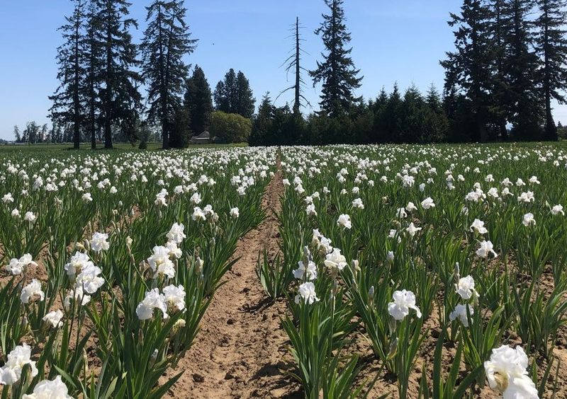 Iris: Immortality