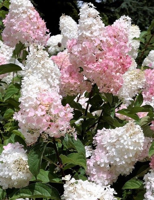 Hydrangea: Phantom