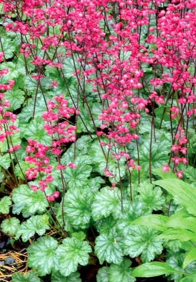 Heuchera: Paris
