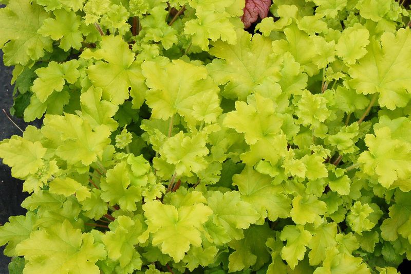 Heuchera: Lime Marmalade