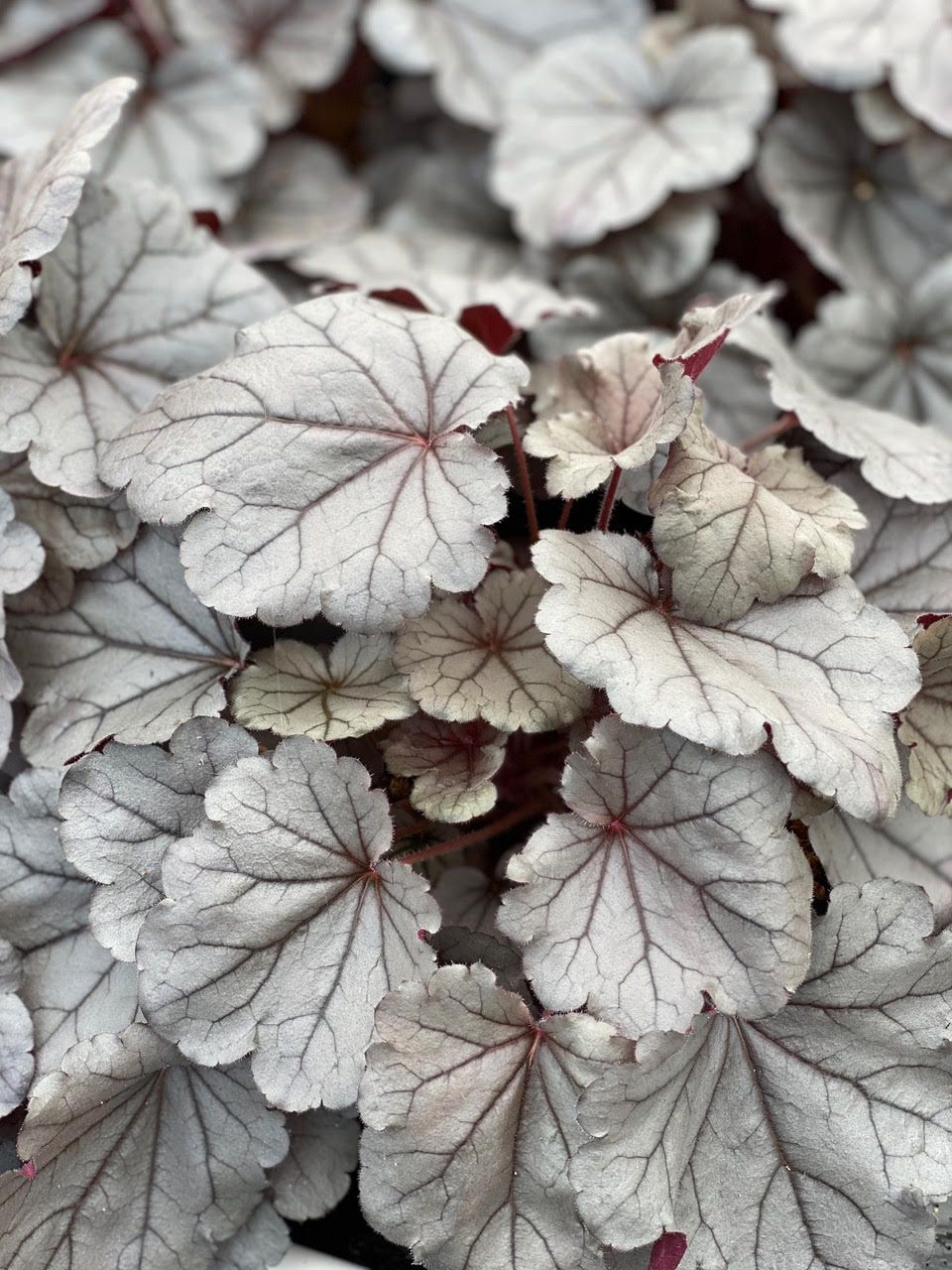 Heuchera - Indian Summer: Silverberry