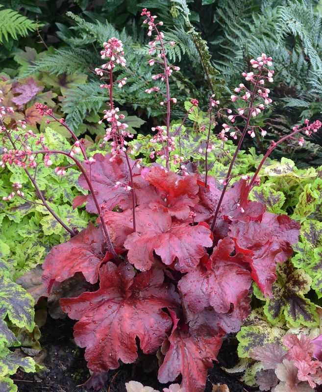 Heuchera: Fire Alarm