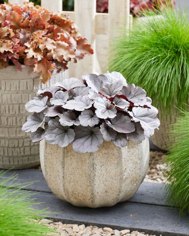 Heuchera - Indian Summer: Silverberry