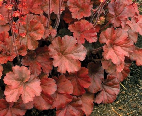 Heuchera: Cherry Cola