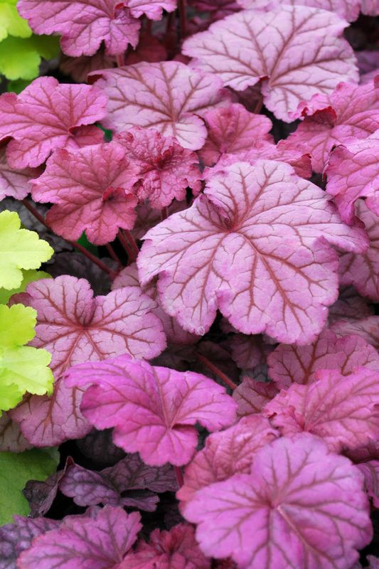 Heuchera: Berry Smoothie