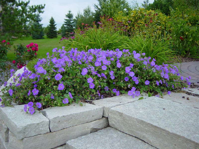 Geranium: Rozanne