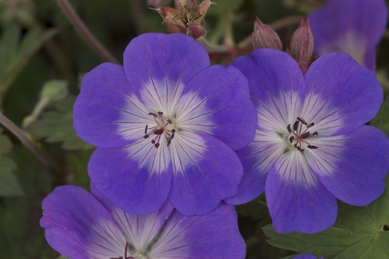 Geranium: Rozanne