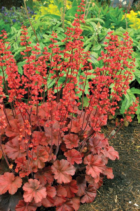 Heuchera: Cherry Cola