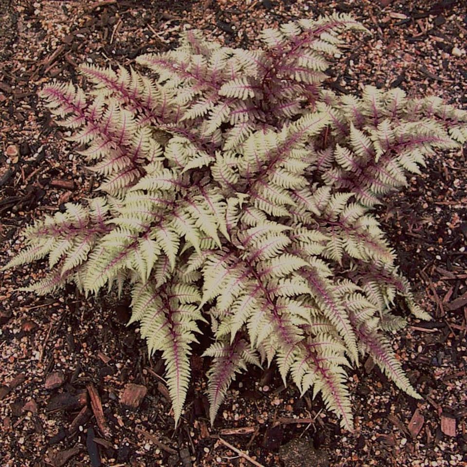 Athyrium: Regal Red