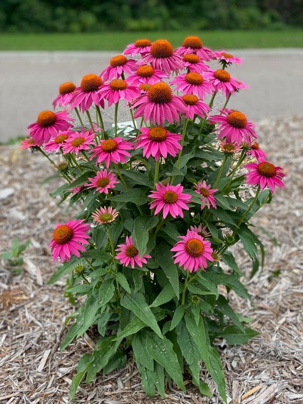 Echinacea - PowWow: Wild Berry (Coneflower)