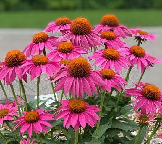 Echinacea - PowWow: Wild Berry (Coneflower)