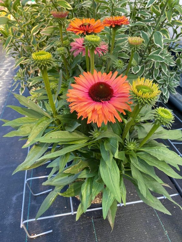 Echinacea: SunSeekers Rainbow