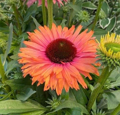 Echinacea: SunSeekers Rainbow