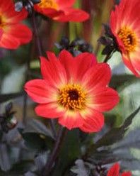 Dahlia: Happy Single Flame