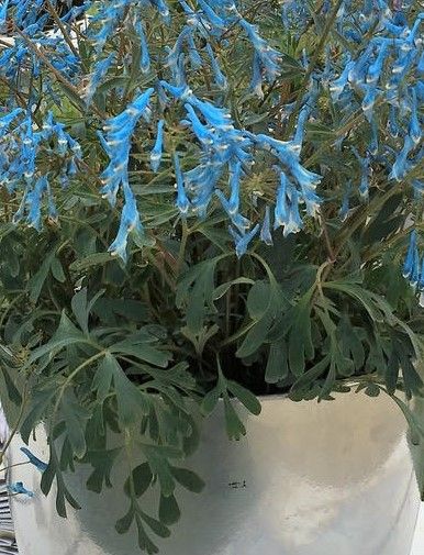 Corydalis: Porcelain Blue