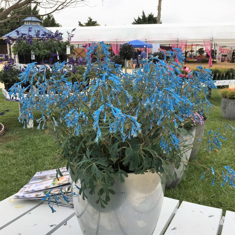 Corydalis: Porcelain Blue