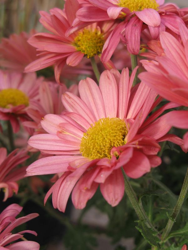 Chrysanthemum - Mammoth: Coral Daisy