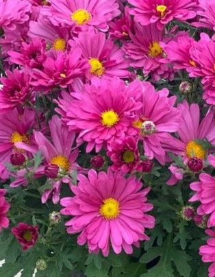 Chrysanthemum - Mammoth: Lavender Daisy